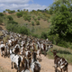 Goats used to clear brush in Portugal’s Algarve region, 2018.